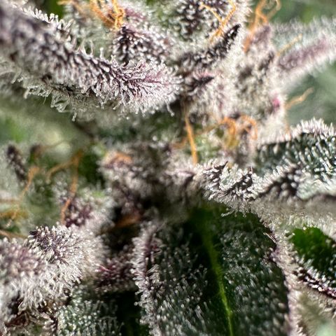 MiscxLAZ #22 C 42.33g growlog timeline photo