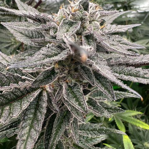 MiscxLAZ #22 C 42.33g growlog timeline photo