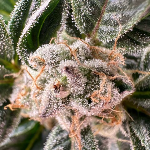 Fuel D.OG #2 Female 49.44g M growlog timeline photo