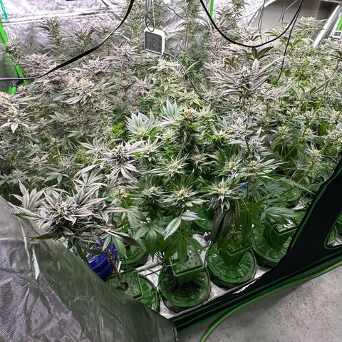 Fuel D.OG #1 Female 47.36g growlog timeline photo