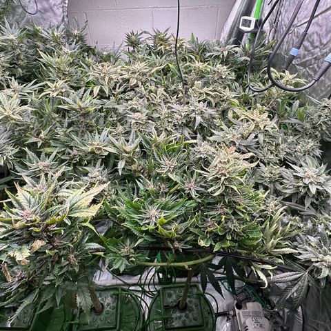 Fuel D.OG #1 Female 47.36g growlog timeline photo