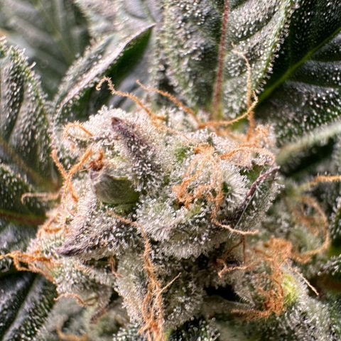 Fuel D.OG #2 Female 49.44g M growlog timeline photo