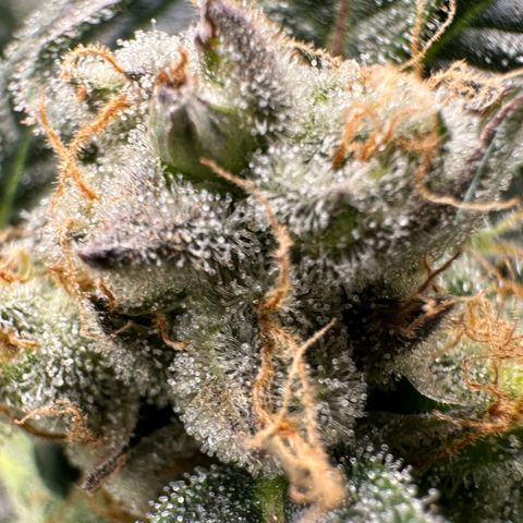 Fuel D.OG #2 Female 49.44g M growlog timeline photo