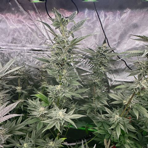 CxLAZ #31 C growlog timeline photo