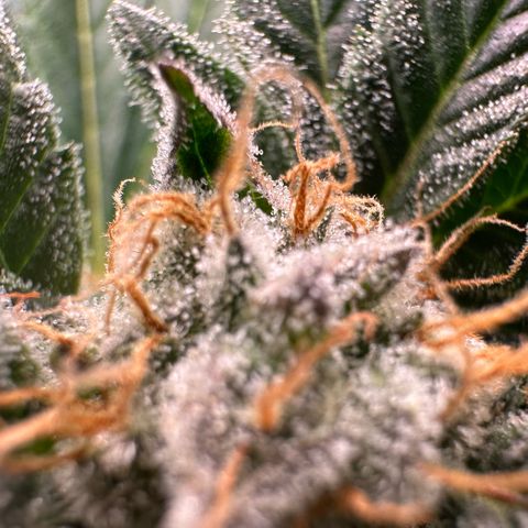Fuel D.OG #2 Female 49.44g M growlog timeline photo