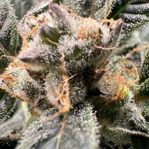 Fuel D.OG #2 Female 49.44g M growlog timeline photo