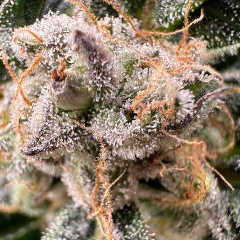 Fuel D.OG #2 Female 49.44g M growlog timeline photo