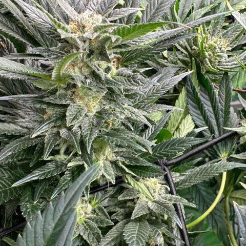 Fuel D.OG #2 Female 49.44g M growlog timeline photo
