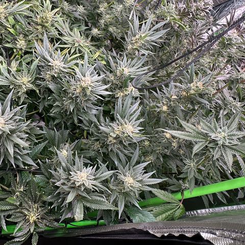 Fuel D.OG #2 Female 49.44g M growlog timeline photo