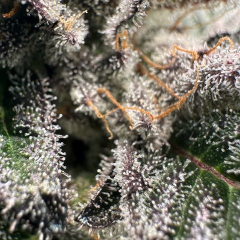 MiscxLAZ #22 C 42.33g growlog timeline photo