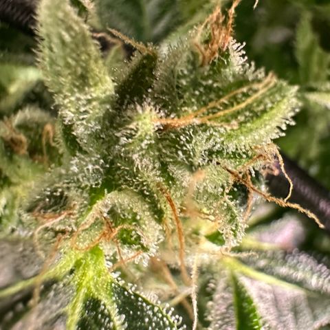 Fuel D.OG #2 Female 49.44g M growlog timeline photo