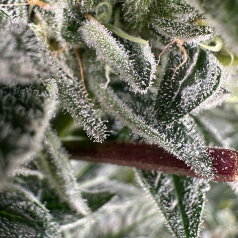 CxLAZ #31 C growlog timeline photo