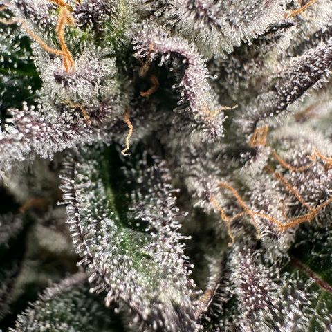 MiscxLAZ #22 C 42.33g growlog timeline photo