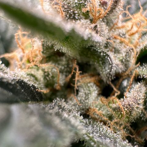 Fuel D.OG #2 Female 49.44g M growlog timeline photo