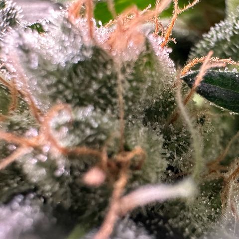 Fuel D.OG #2 Female 49.44g M growlog timeline photo