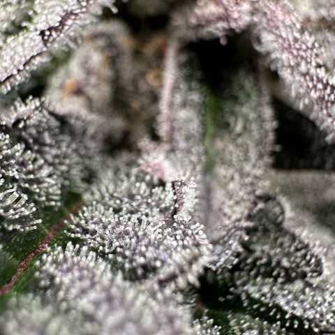 MiscxLAZ #22 C 42.33g growlog timeline photo