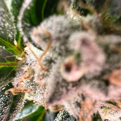Fuel D.OG #2 Female 49.44g M growlog timeline photo