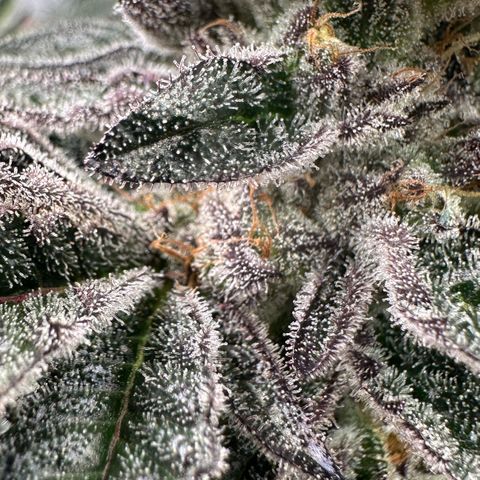 MiscxLAZ #22 C 42.33g growlog timeline photo
