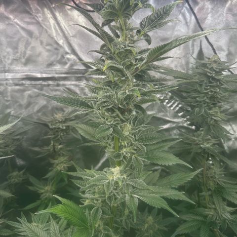 CxLAZ #31 C growlog timeline photo