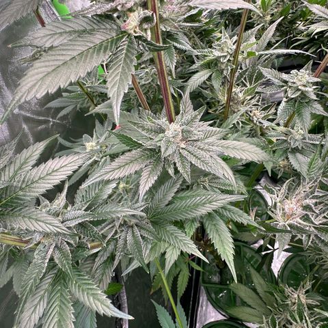MiscxLAZ 5-4 34.63g growlog timeline photo