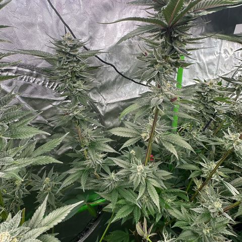 MiscxLAZ 5-4 34.63g growlog timeline photo