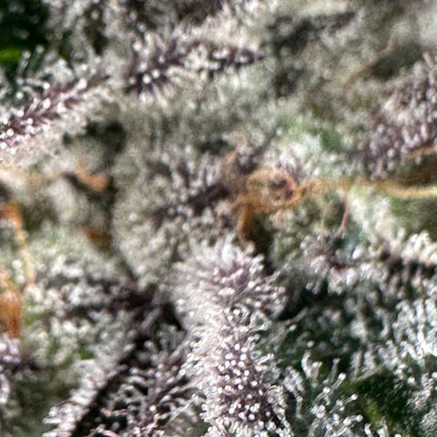 MiscxLAZ #22 C 42.33g growlog timeline photo