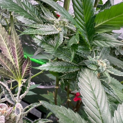 MiscxLAZ 5-4 34.63g growlog timeline photo