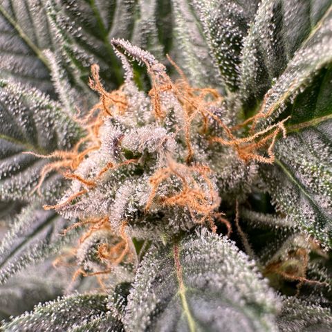 Fuel D.OG #2 Female 49.44g M growlog timeline photo