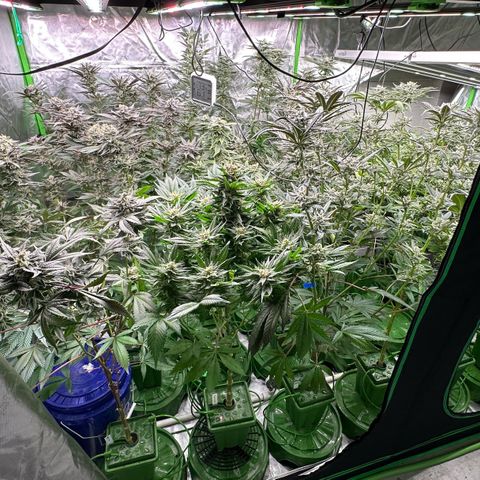 Fuel D.OG #1 Female 47.36g growlog timeline photo