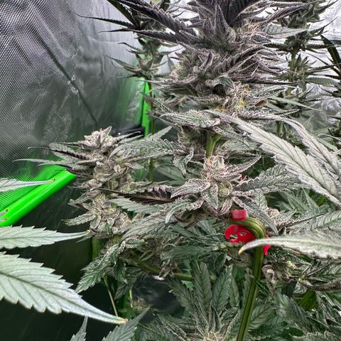 MiscxLAZ #22 C 42.33g growlog timeline photo