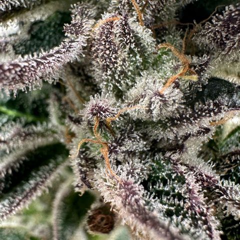 MiscxLAZ #22 C 42.33g growlog timeline photo