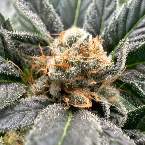 Fuel D.OG #2 Female 49.44g M growlog timeline photo