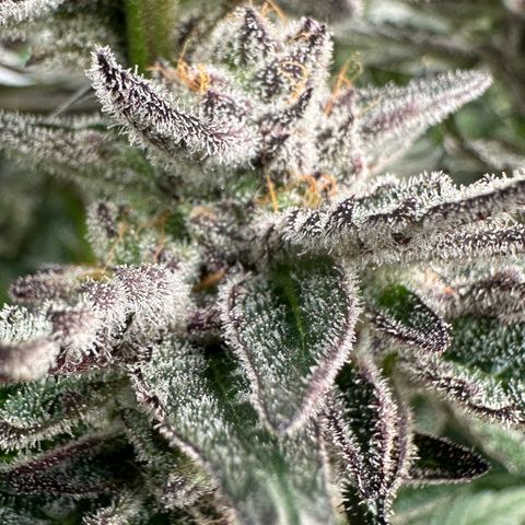 MiscxLAZ #22 C 42.33g growlog timeline photo