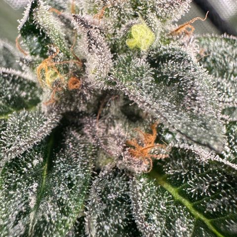MiscxLAZ 5-4 34.63g growlog timeline photo