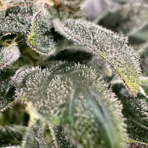 CxLAZ #31 C growlog timeline photo