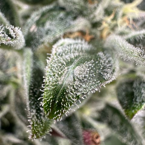 CxLAZ #31 C growlog timeline photo