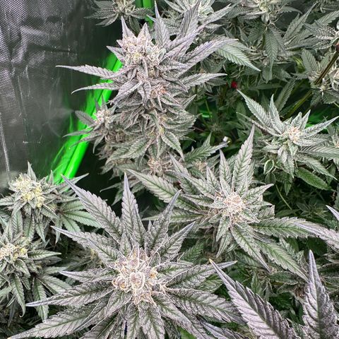 MiscxLAZ #22 C 42.33g growlog timeline photo