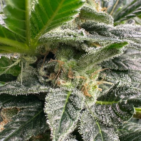 Fuel D.OG #2 Female 49.44g M growlog timeline photo