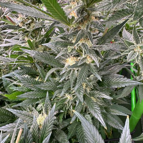 Fuel D.OG #2 Female 49.44g M growlog timeline photo