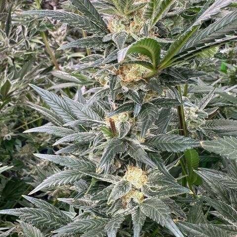 Fuel D.OG #2 Female 49.44g M growlog timeline photo