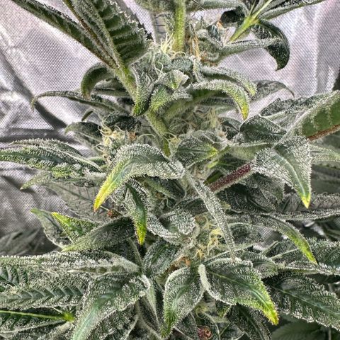 CxLAZ #31 C growlog timeline photo