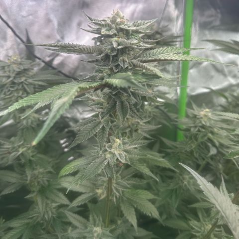 MiscxLAZ 5-4 34.63g growlog timeline photo
