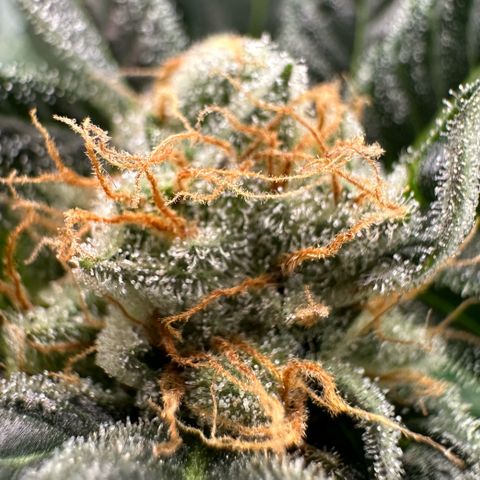 Fuel D.OG #2 Female 49.44g M growlog timeline photo