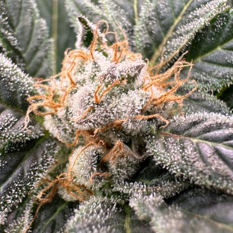 Fuel D.OG #2 Female 49.44g M growlog timeline photo