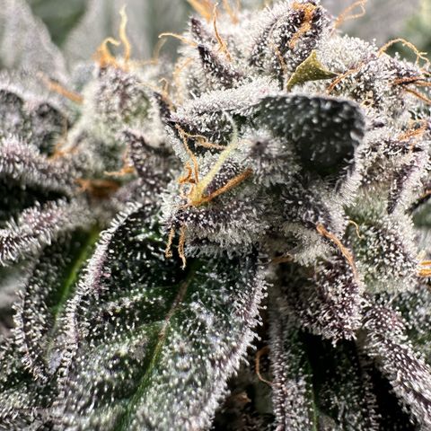 MiscxLAZ #22 C 42.33g growlog timeline photo