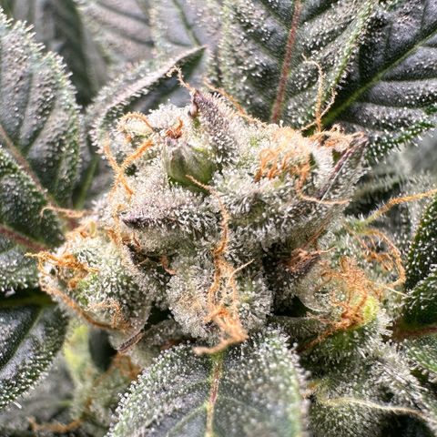 Fuel D.OG #2 Female 49.44g M growlog timeline photo