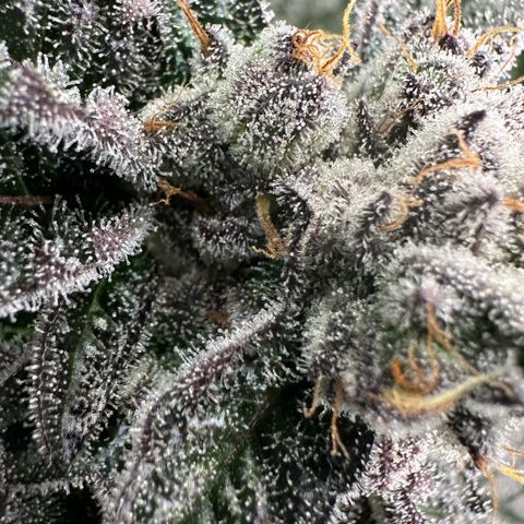 MiscxLAZ #22 C 42.33g growlog timeline photo