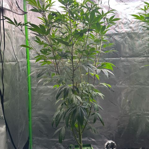 MiscxLAZ #26 C #2 growlog timeline photo