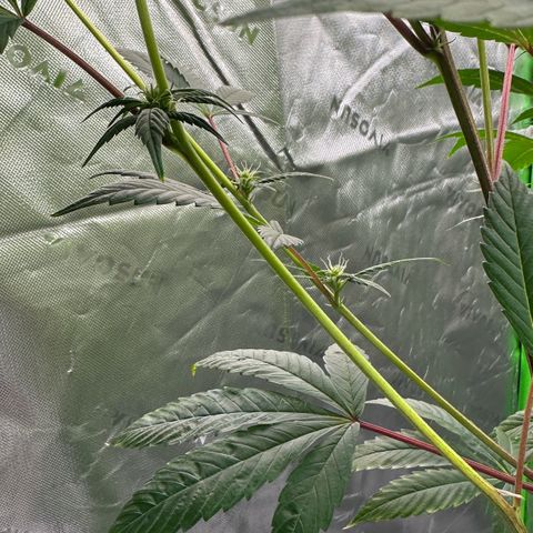MiscxLAZ #26 C #2 growlog timeline photo