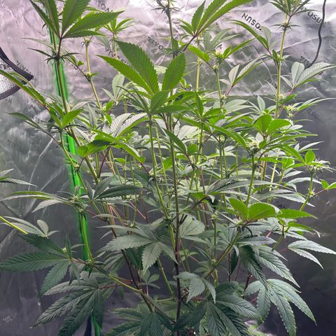 MiscxLAZ #26 C #2 growlog timeline photo